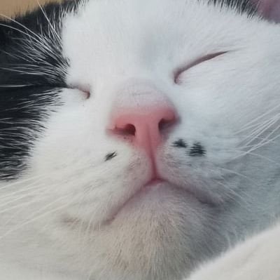 ivyissosleepy's avatar.