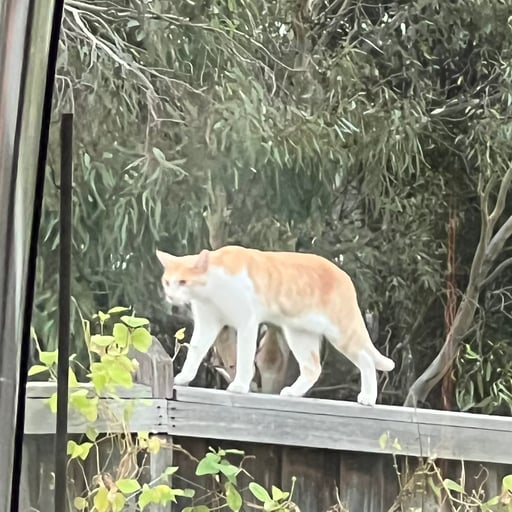 pachireesu's avatar.