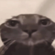Dragosty's avatar.