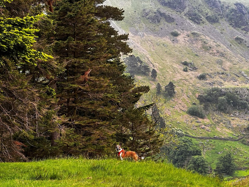 citrus's banner image.